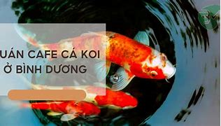 Cafe Cá Koi Bình Dương